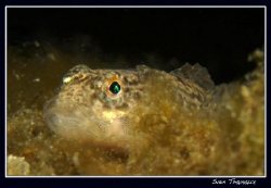 Cottus gobio, (European bullhead) Geneva's lake by Sven Tramaux 